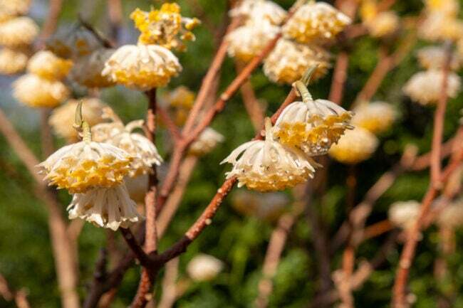 Bliski widok grupy żółtych i białych kwiatów na kwitnącej roślinie papierowej.