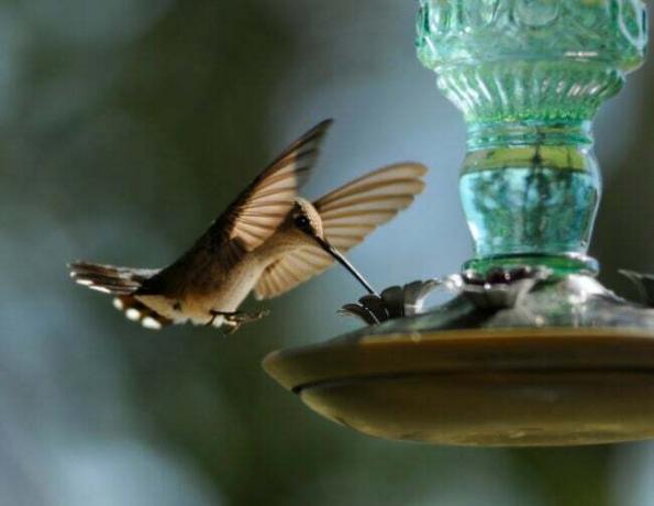 Tiltrekk flere kolibrier til hagen din ved å unngå disse 10 vanlige feilene