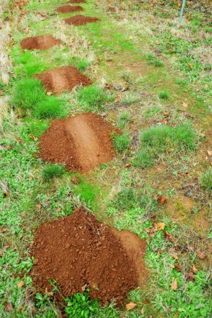 Comment se débarrasser des gaufres - Backyard Mounds