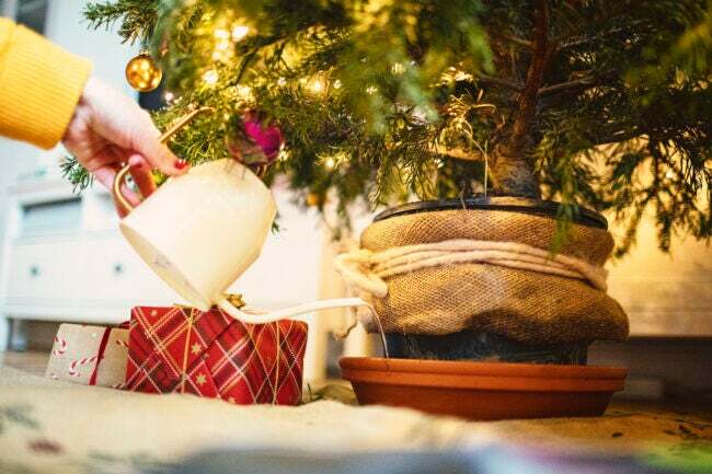 עץ חג המולד חי מושקה בתוך הבית