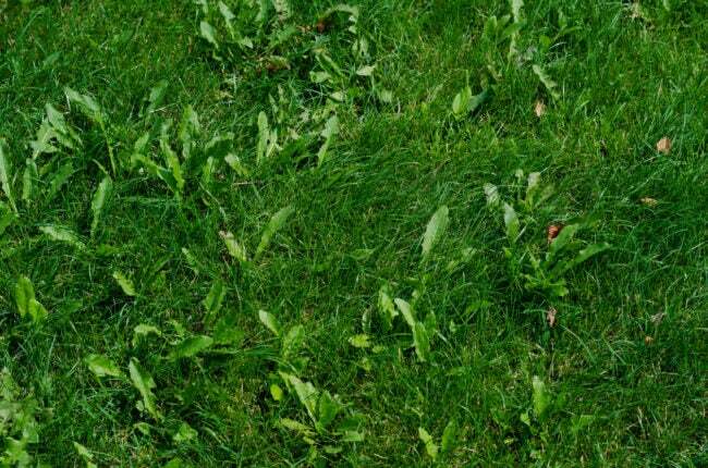 kookosöljy käyttää rikkaruohoja vihreällä nurmikolla