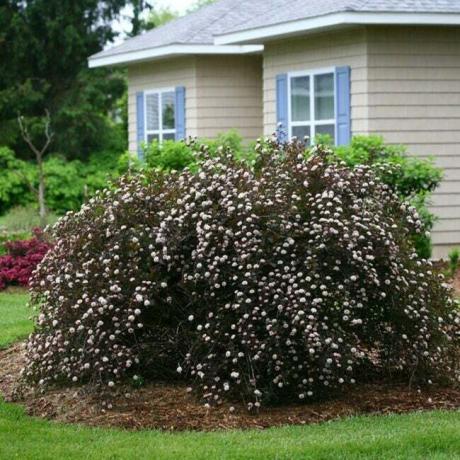 Gran arbusto rojizo con flores blancas