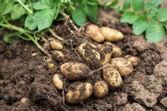 Jaunas bulvių augalas ne dirvoje su žaliomis bulvėmis