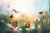 18 druhov motýľov, ktoré by mali vedieť všetci záhradkári