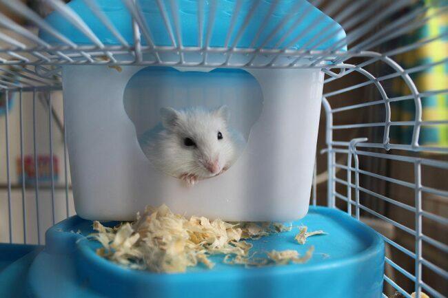 As melhores opções de gaiola de rato