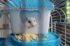 Les meilleures options de cages à rats pour animaux de compagnie en 2021