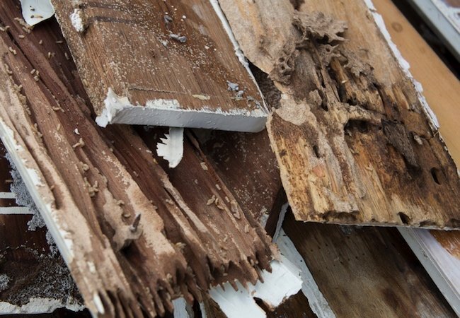Комахи, що знищують деревину - пошкодження термітами