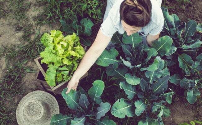 हरी सब्जियों के पौधों की देखभाल करती महिला माली का ऊपरी दृश्य