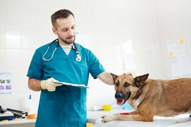 Seorang dokter hewan berseragam perawat memegang papan klip sambil memeriksa seekor anjing. 