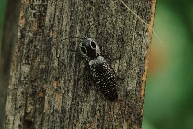 חיפושית קליק שחורה ואפורה מנומרת בעין מזרחית על גזע עץ