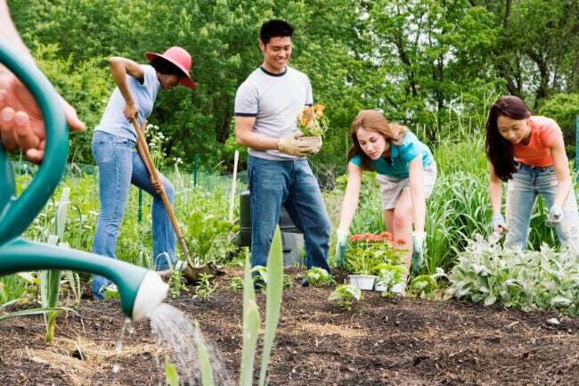 iStock-519977247 Risparmiare denaro giardinaggio Piantare in gruppo nell'orto comunitario