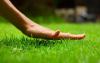 Bob Vila Radio: Spring Lawn Preparation