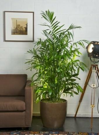 Plantas para mejorar la calidad del aire interior - Palma de bambú