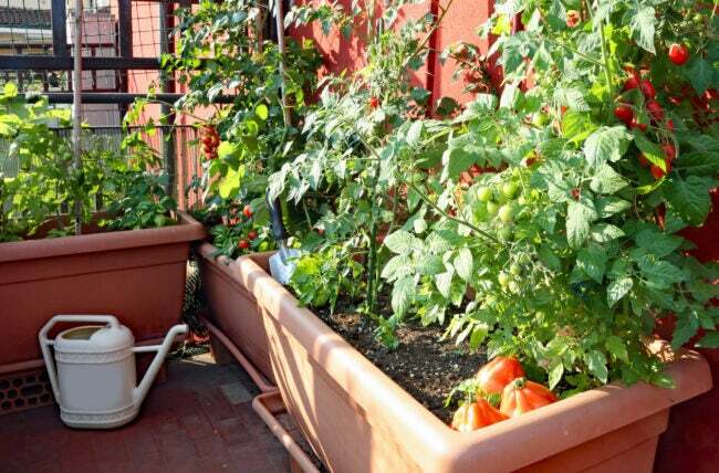 10 asja, mida iga uus aednik peaks teadma rõdul istutatud tomatitaimed