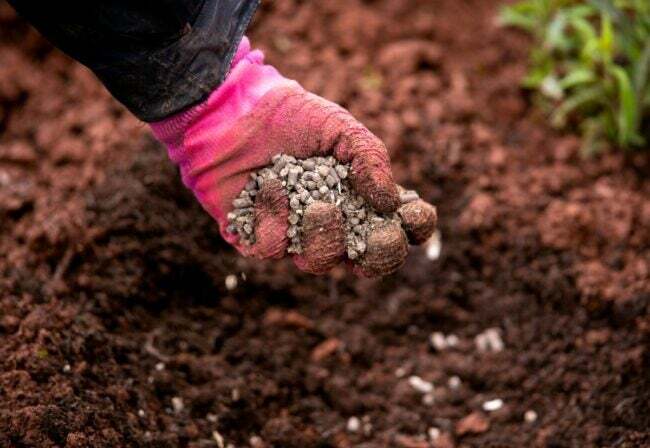 Pessoa usando uma luva de jardim rosa adicionando fertilizante granulado ao solo.