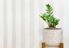 ZZ Plant Care 101: Această rutină de îngrijire a plantelor de casă este doar timidă de prea ușoară