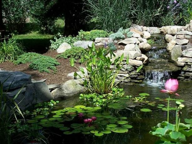 estanque de jardín