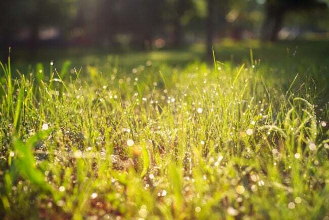 טל על דשא ירוק טרי, בוקר שטוף שמש באחו. רקע מטושטש.