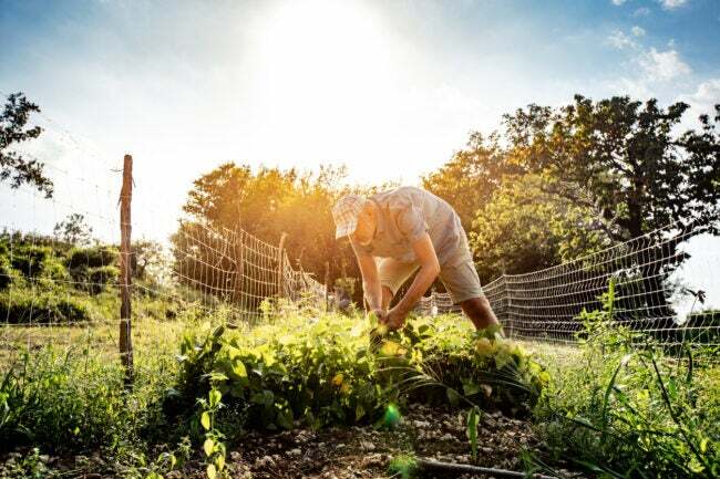 კაცი მუშაობს ბაღში ცხელ მზეზე