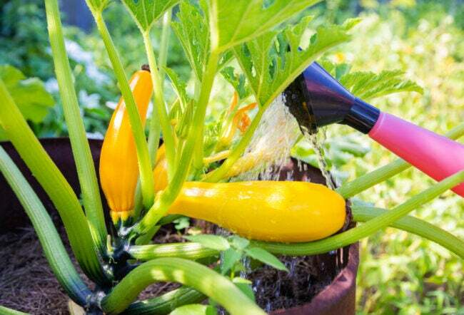 منظر قريب لنبات القرع مع كوسة صفراء تنمو في وعاء ويتم سقيها بصنبور من علبة سقي حمراء