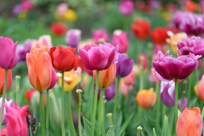 tulipanes coloridos