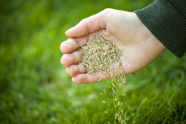 Kako dolgo traja gojenje trave po sajenju semena