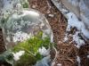 A téli kert: fedezze fogadásait