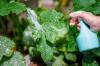 Kako preprečiti in zdraviti pepelasto plesen na rastlinah