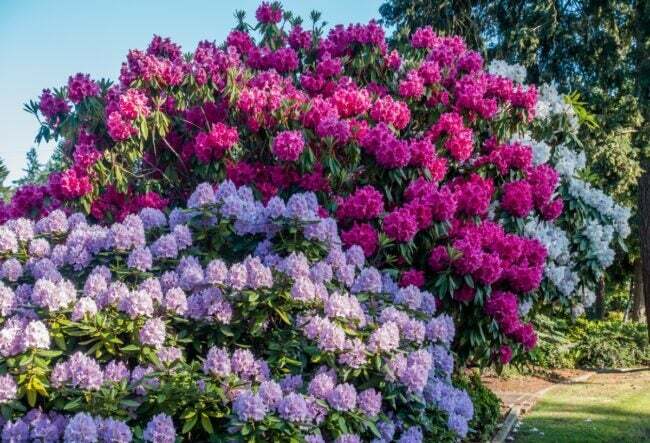 bedste buske til forsiden af ​​huset - store rhododendron buske