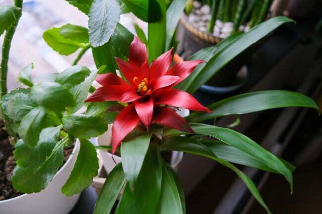 Guzmania Bromeliad Topfpflanze mit roten Blüten