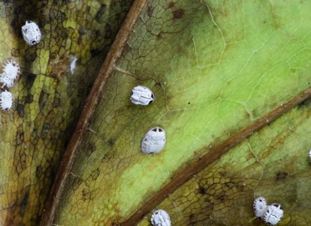 hur man blir av med vita flugor under löv