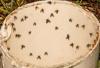 8 kukaiņi, kas var būt mazie, melni lidojošie kukaiņi jūsu mājā (kas nav augļu mušas)
