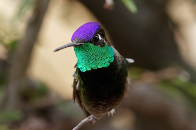 vrste kolibrijev
