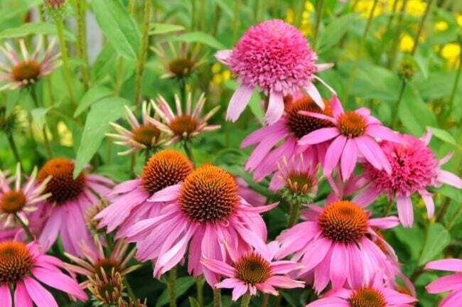 квіти, що приваблюють бджіл - множинні рожеві шишкарні