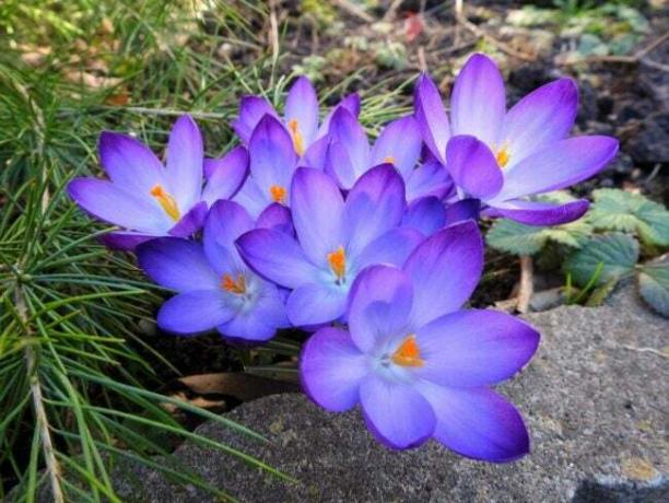 purpursarkani krokusa ziedi zemē