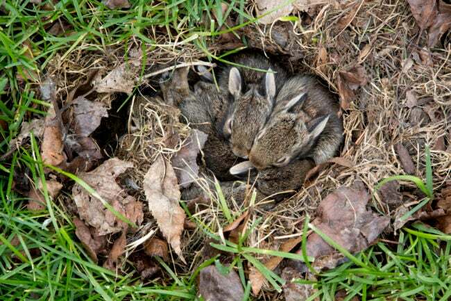 草の中の巣に寄り添うウサギ