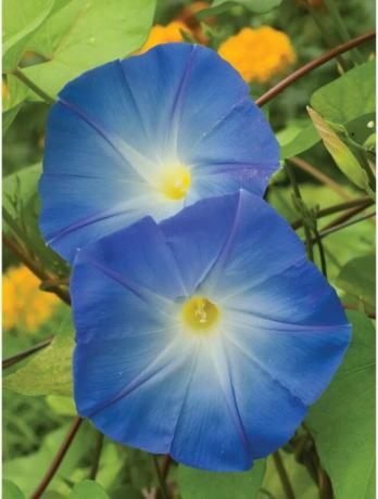 Las mejores flores para comenzar desde la semilla: flores azules de la gloria de la mañana.