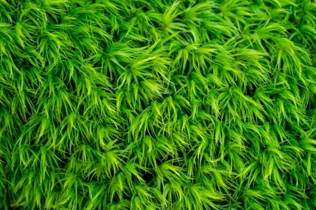 крупный план мха со светло-зелеными нитями