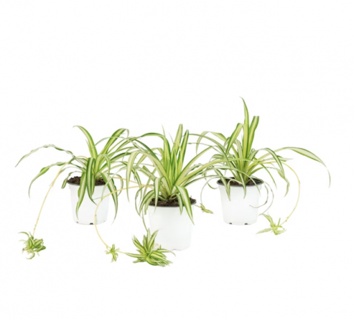plantas de casa-pó-três-plantas-aranha-em-vasos-brancos-em-fundo-branco