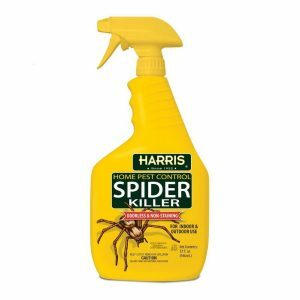 Beste Spinnenkiller-Optionen Harris