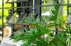 Philodendron Care 101: 이 인기 있는 관엽식물의 덩굴과 직립 품종을 재배하는 방법을 배우십시오.