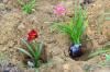 Pielęgnacja liliowców: jak uprawiać liliowce w krajobrazie domowym