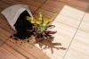 „Croton“ augalų priežiūra 101