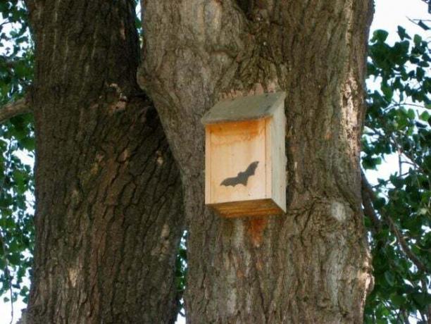 Dom pre netopiere na vysokom strome