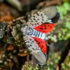 Et Bob Vila Pest-udsigt over årets værste insekter