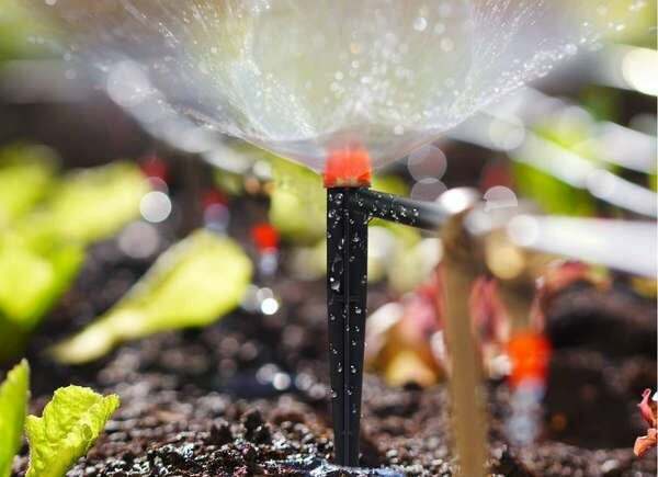 Lähikuva sprinkleri kastelu kasvien juuret