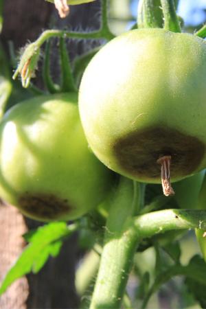 Problemas de la planta de tomate: pudrición del extremo de la flor