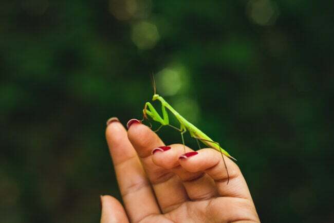 Praying mantis plassert på en hånd med malte negler