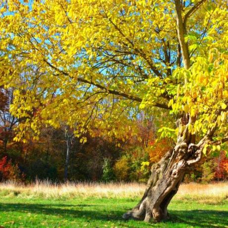 árvore em campo com folhas amarelas e tronco que se inclina