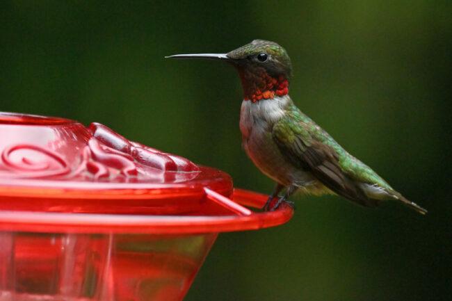 Ritratto di colibrì maschio gola rubino all'alimentatore